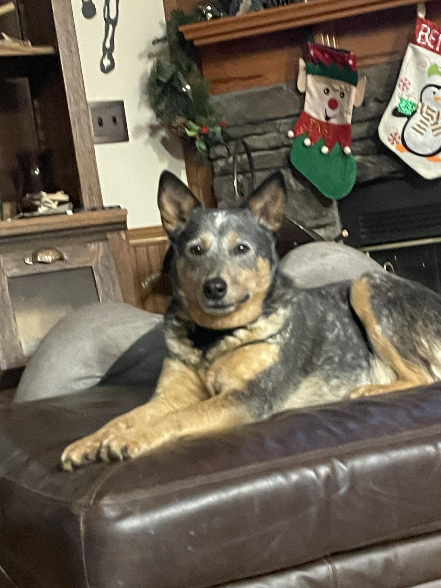 Jasper, adopted, Young Male Australian Cattle Dog / Blue Heeler.