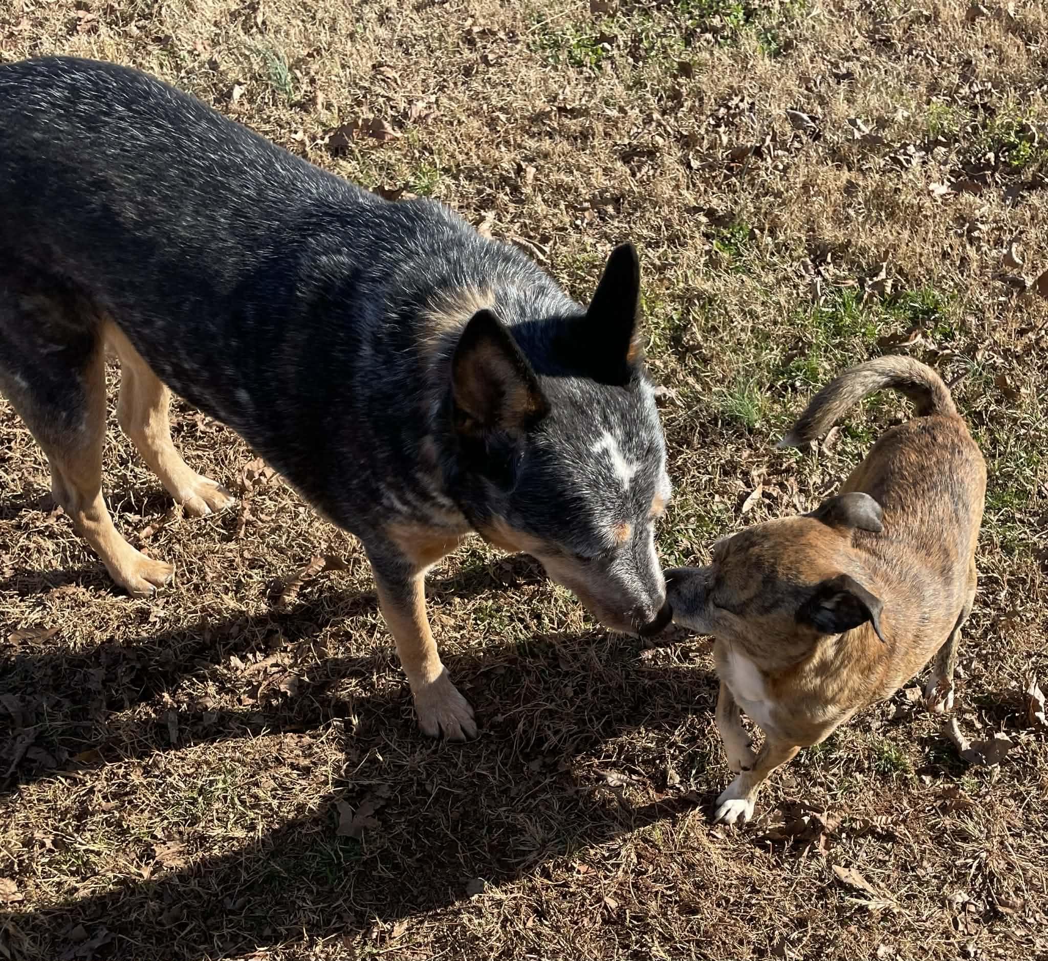 Enlarge Jasper, an adopted Australian Cattle Dog / Blue Heeler in Huntersville, NC image 4/6
