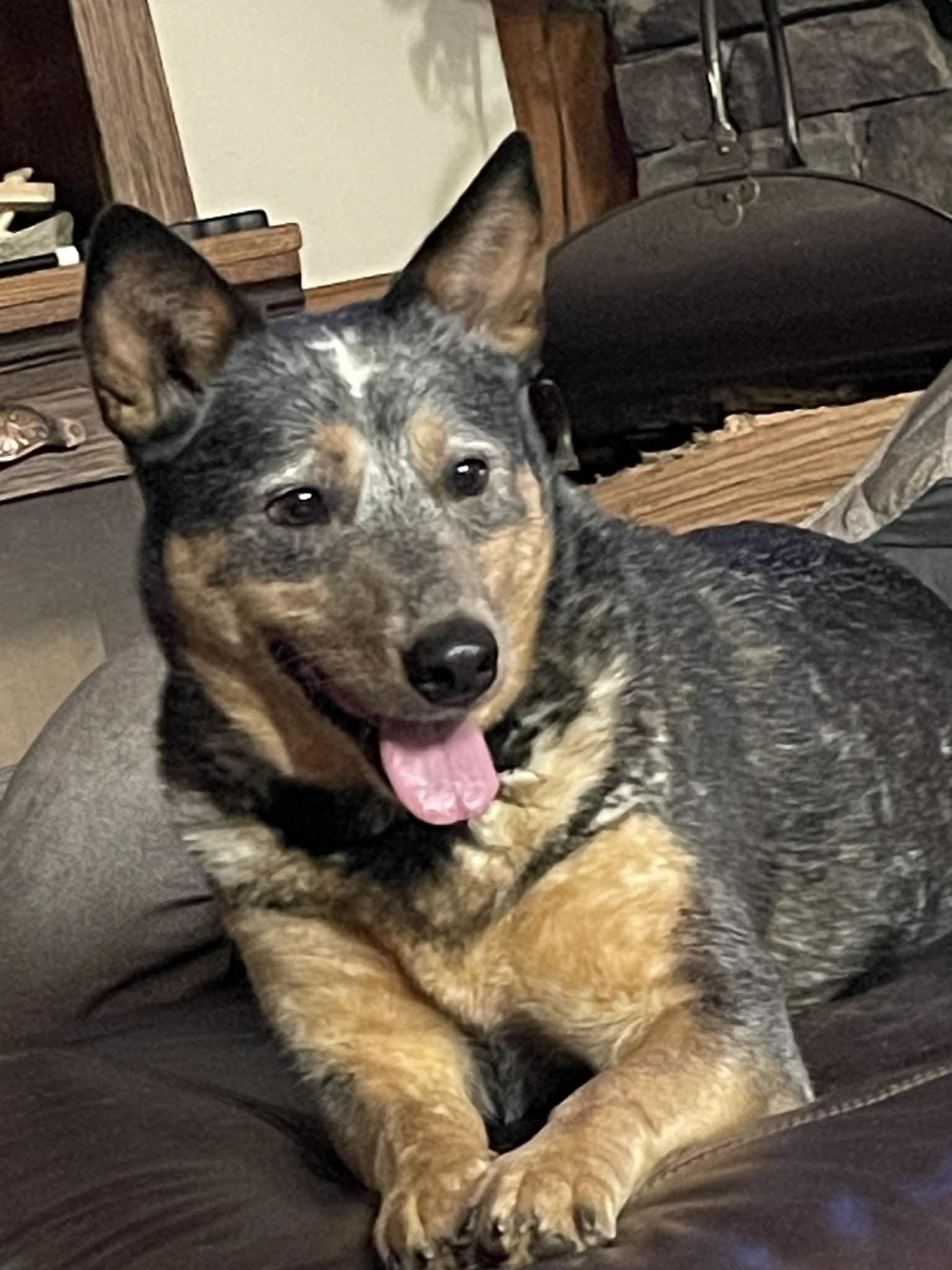 Enlarge Jasper, an adopted Australian Cattle Dog / Blue Heeler in Huntersville, NC image 2/6