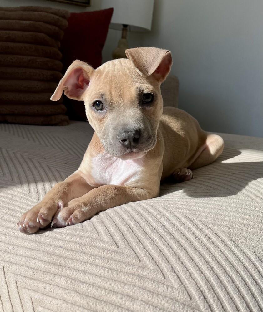 Enlarge Gigi - Adopted, a Adoptable mixed breed in Grand Rapids, MI image 1/1