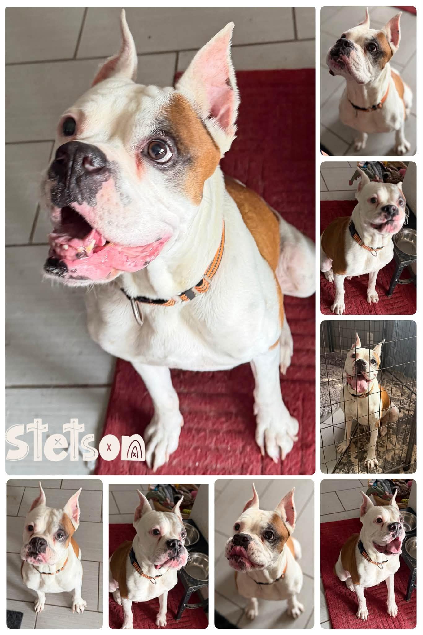 Stetson, ADOPTABLE, Adult Male Boxer.