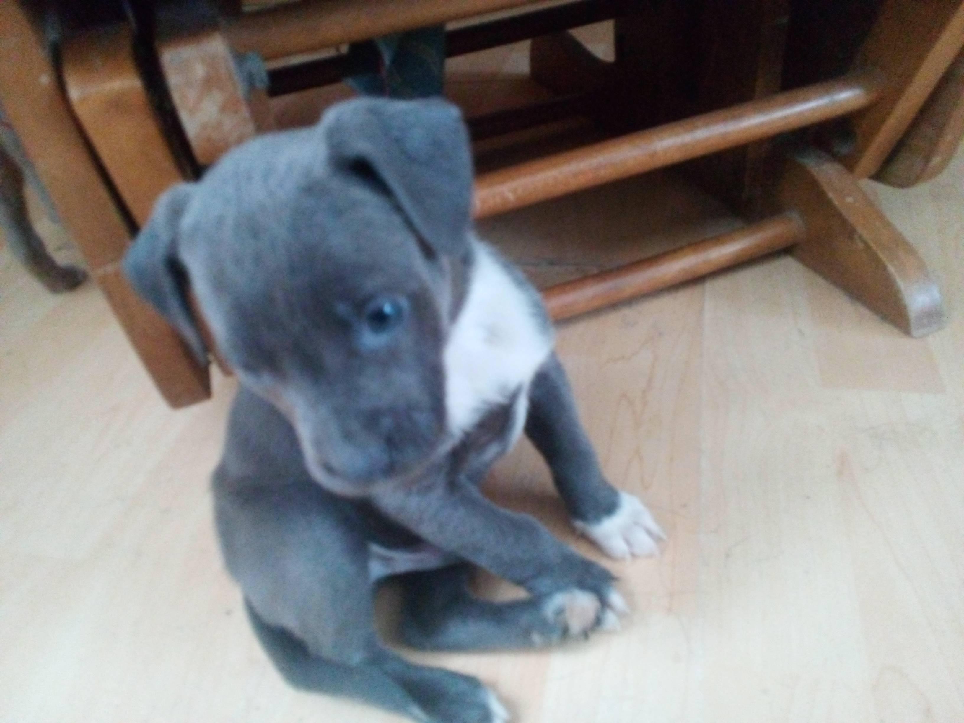 Larry, an adopted mixed breed in South Royalton, VT image 1/2