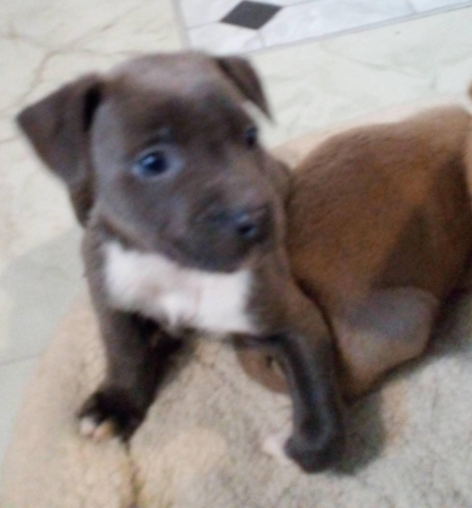 Larry, an adopted mixed breed in South Royalton, VT image 2/2