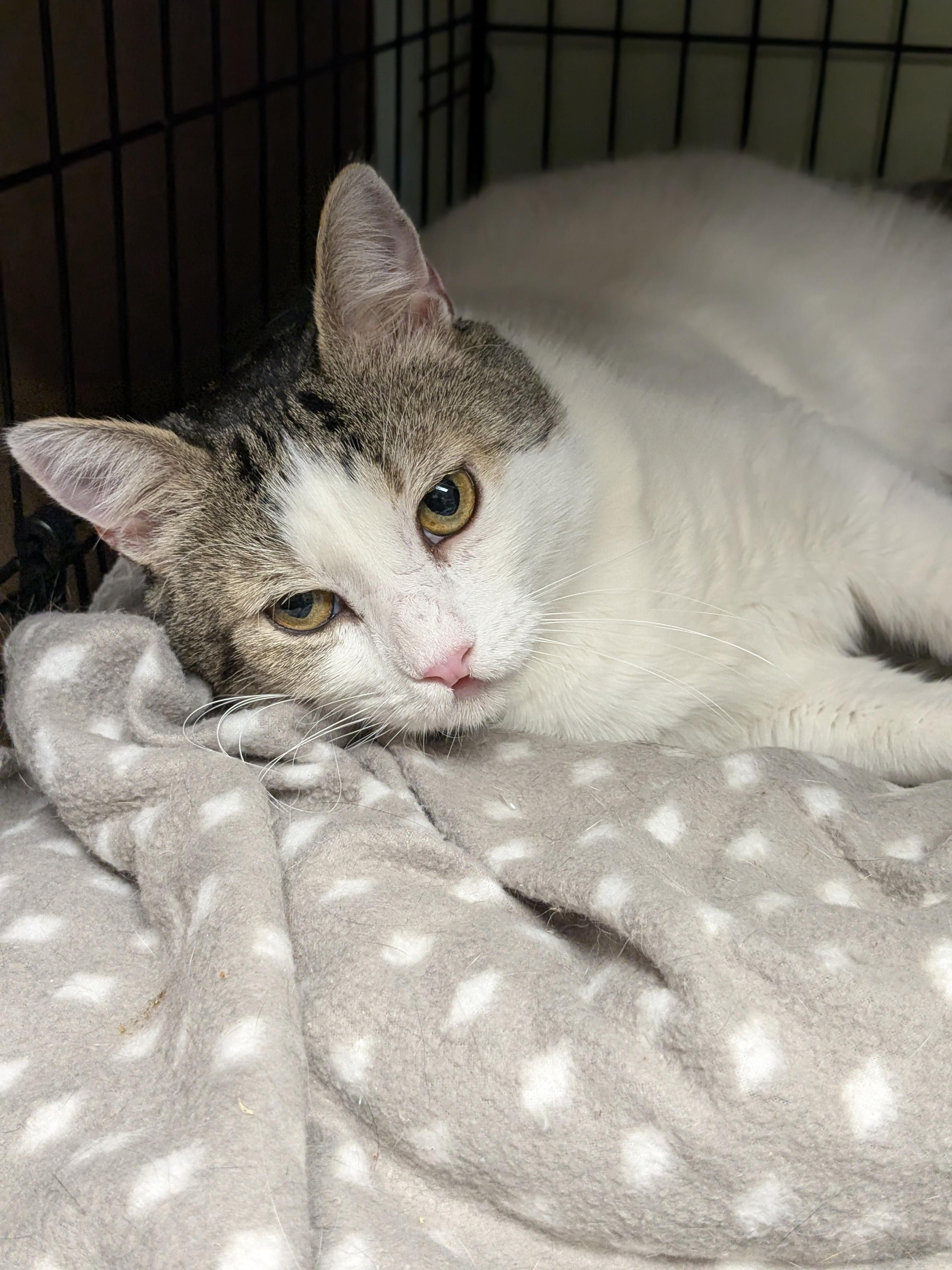 Lucky Charm, Adopted, Adult Male Domestic Short Hair.