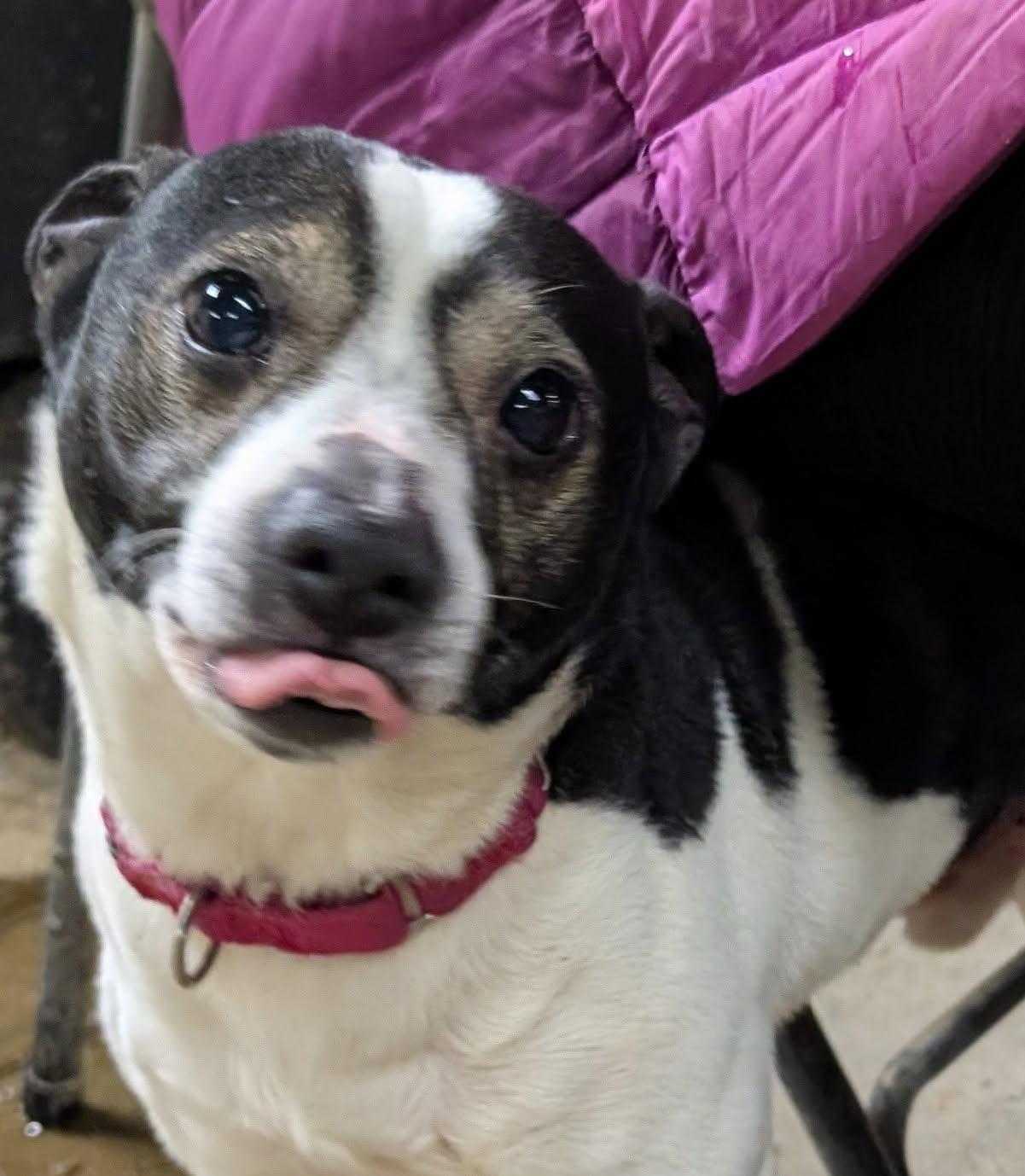 Enlarge Finnegan, a Adoptable mixed breed in Barrington Hills, IL image 3/5