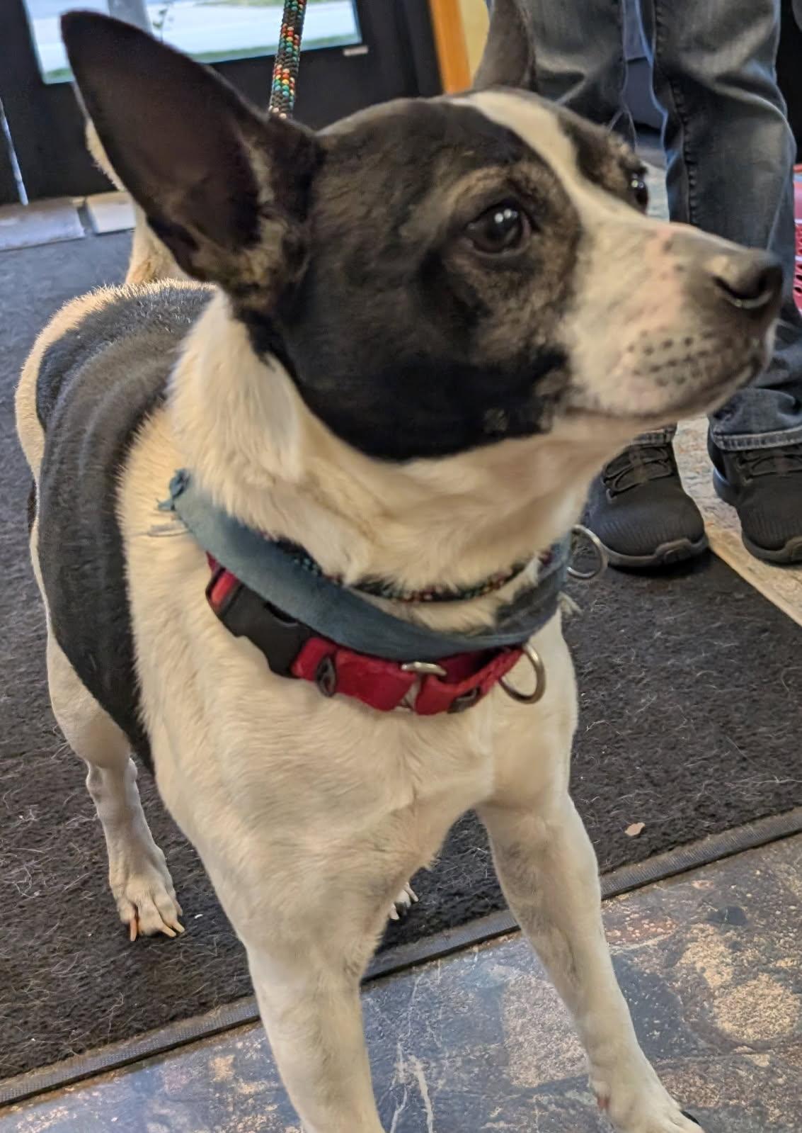 Finnegan, a Adoptable mixed breed in Barrington Hills, IL image 4/4