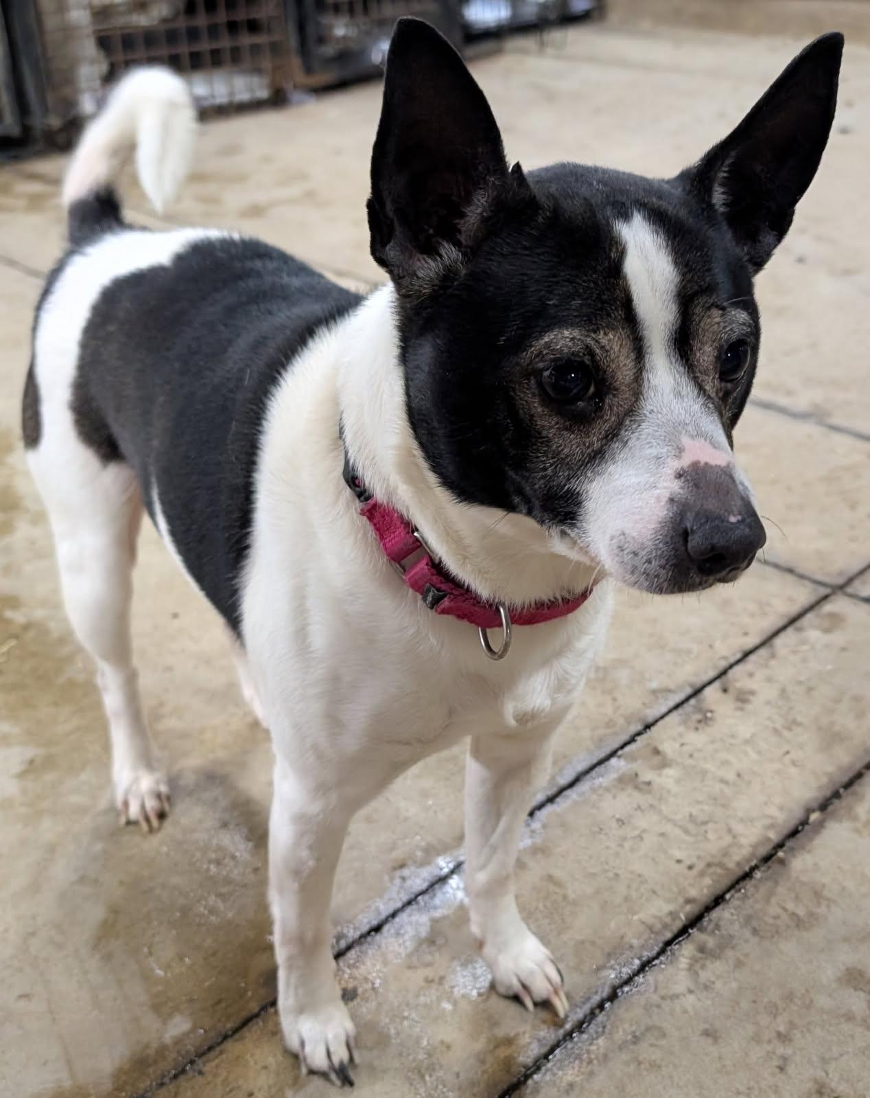 Enlarge Finnegan, a Adoptable mixed breed in Barrington Hills, IL image 4/5