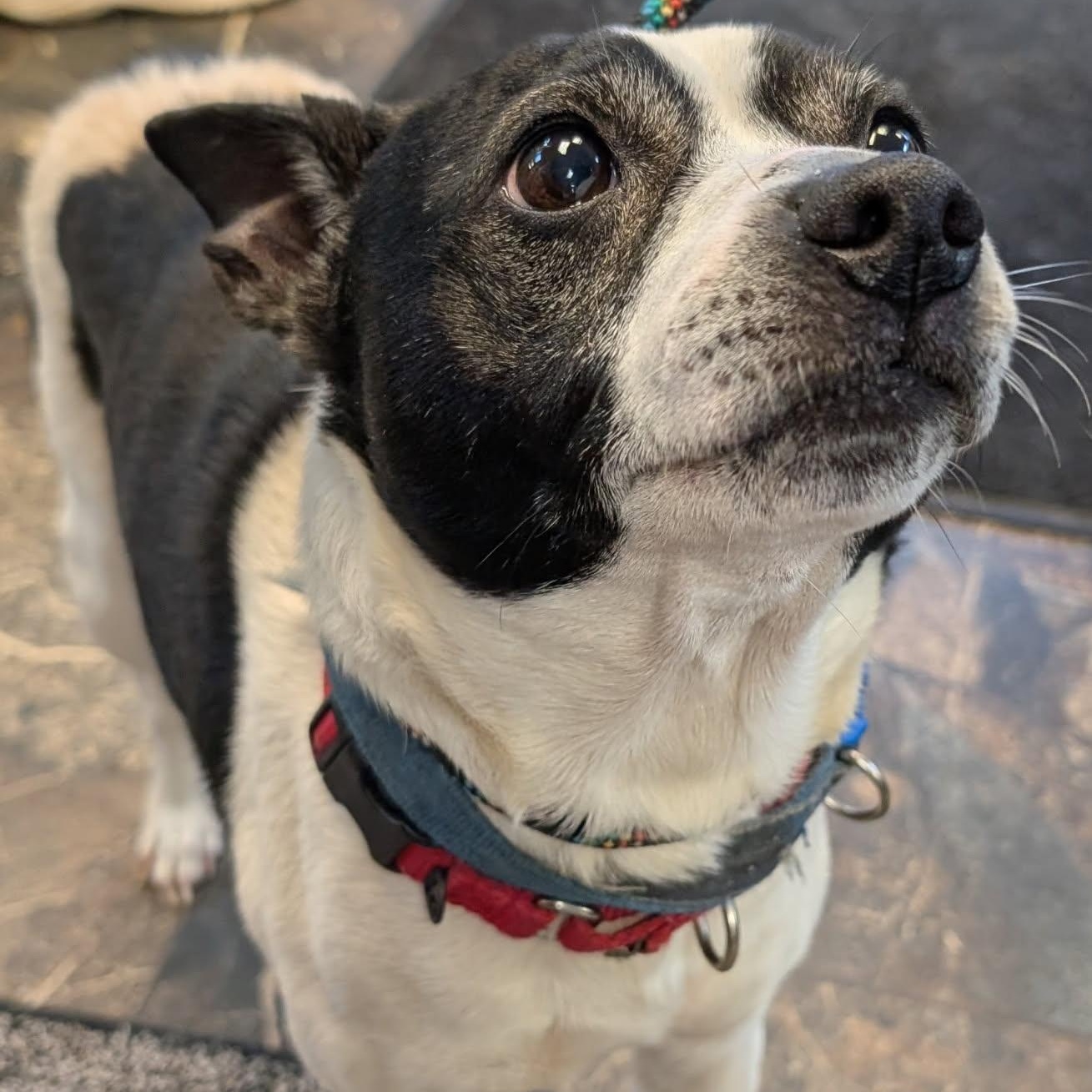 Finnegan, a Adoptable mixed breed in Barrington Hills, IL image 2/4