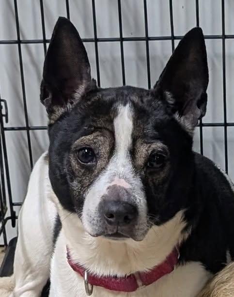 Enlarge Finnegan, a Adoptable mixed breed in Barrington Hills, IL image 1/5