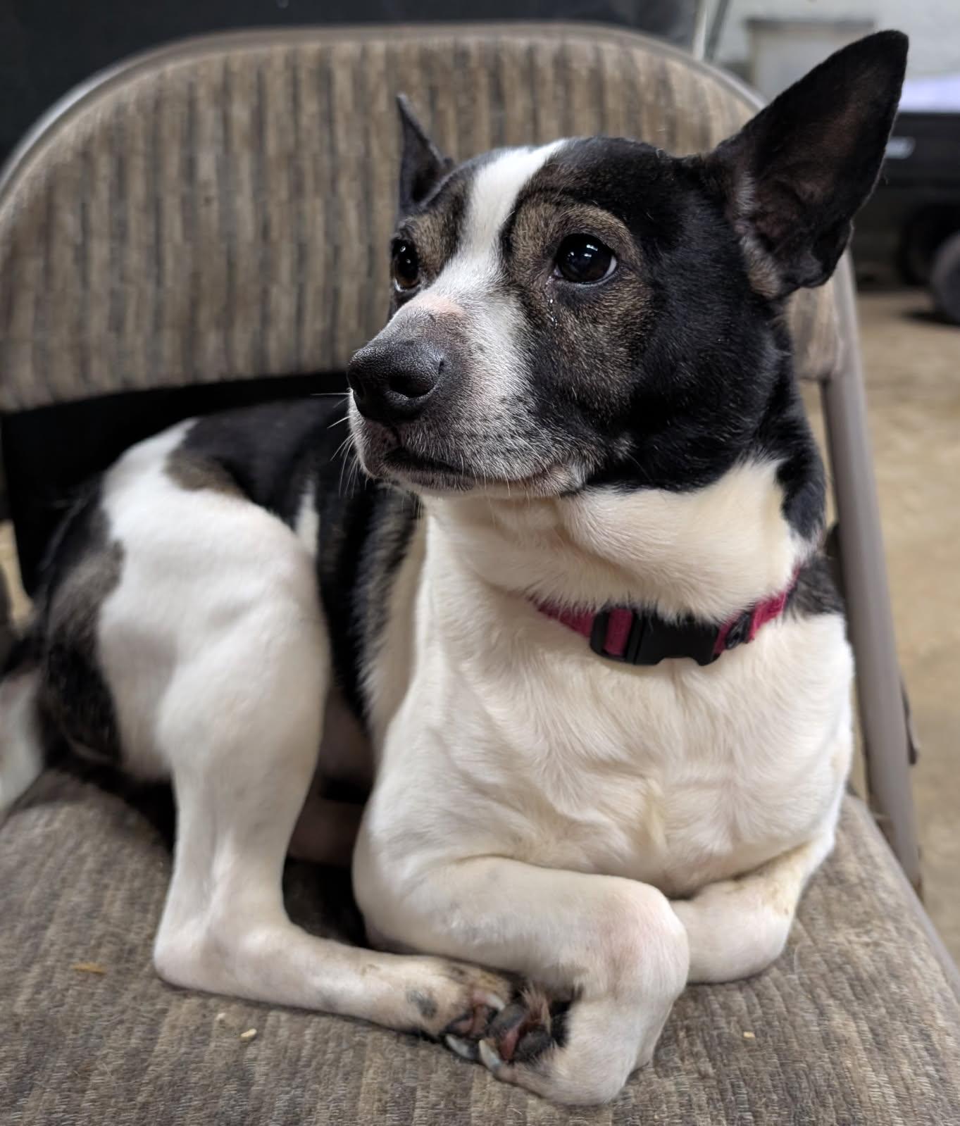 Enlarge Finnegan, a Adoptable mixed breed in Barrington Hills, IL image 2/5