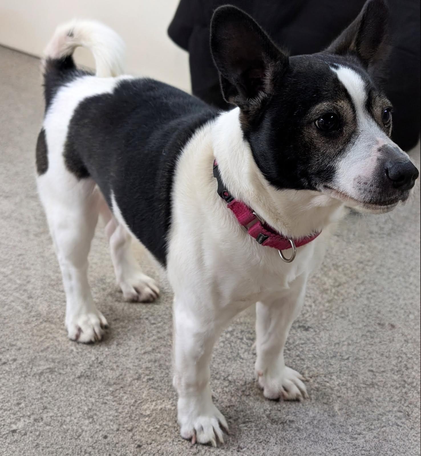 Enlarge Finnegan, a Adoptable mixed breed in Barrington Hills, IL image 5/5