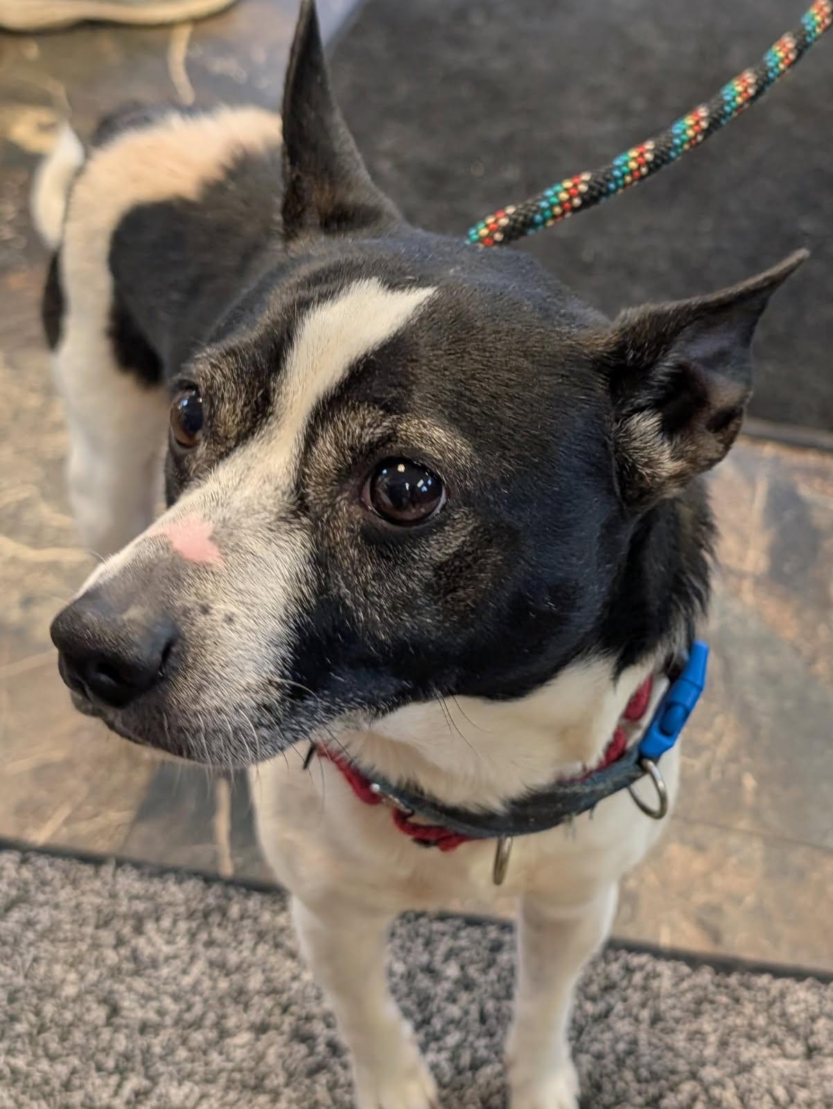 Finnegan, a Adoptable mixed breed in Barrington Hills, IL image 3/4