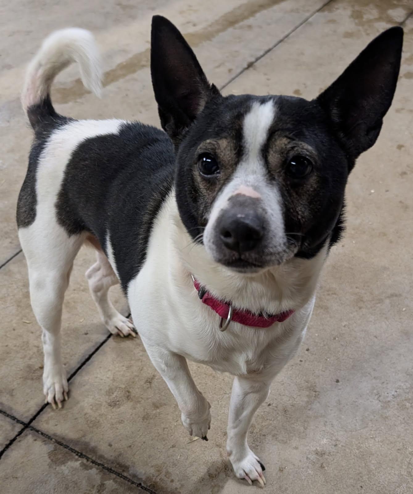 Enlarge Finnegan, a Adoptable mixed breed in Barrington Hills, IL image 1/5