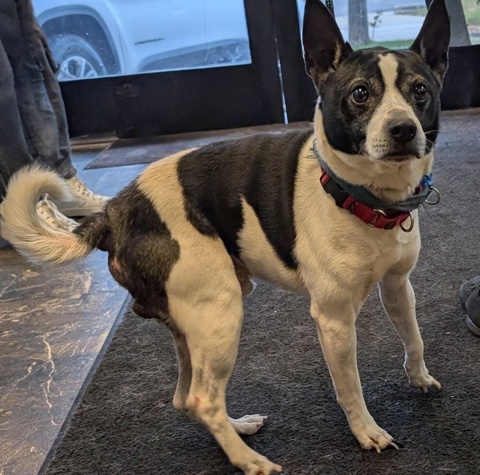 Finnegan, a Adoptable mixed breed in Barrington Hills, IL image 1/4