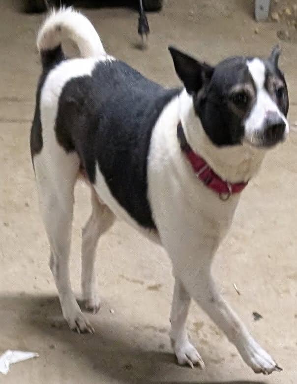 Enlarge Finnegan, a Adoptable mixed breed in Barrington Hills, IL image 2/5