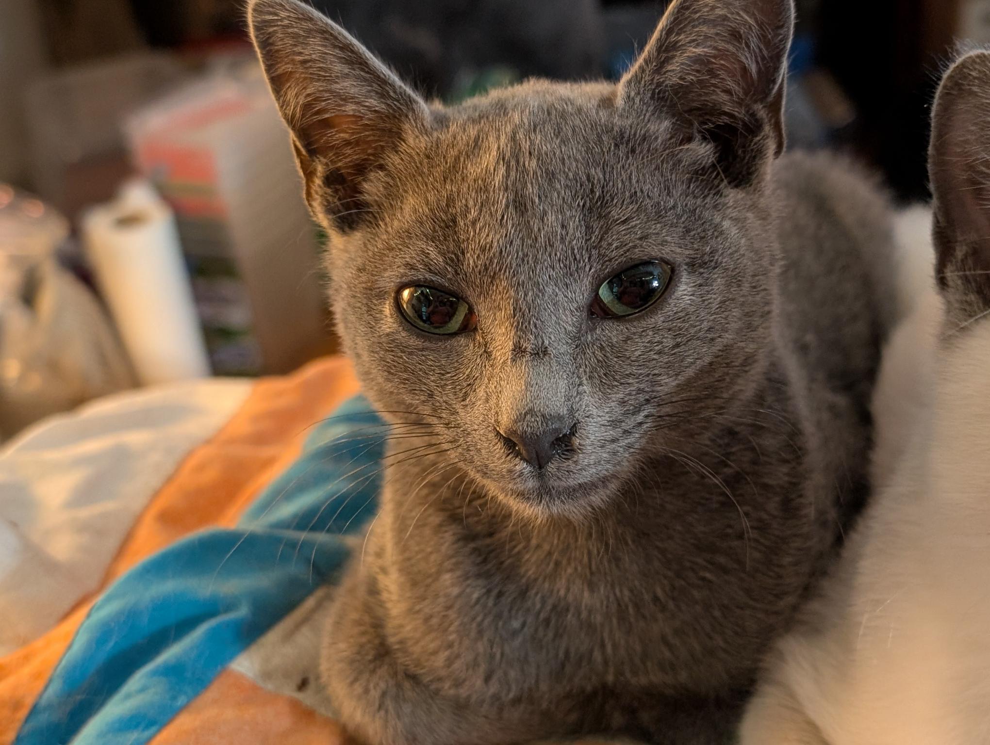 Enlarge Kaipo - C10723ssb, a Adoptable Russian Blue in Burlington, WA image 1/4