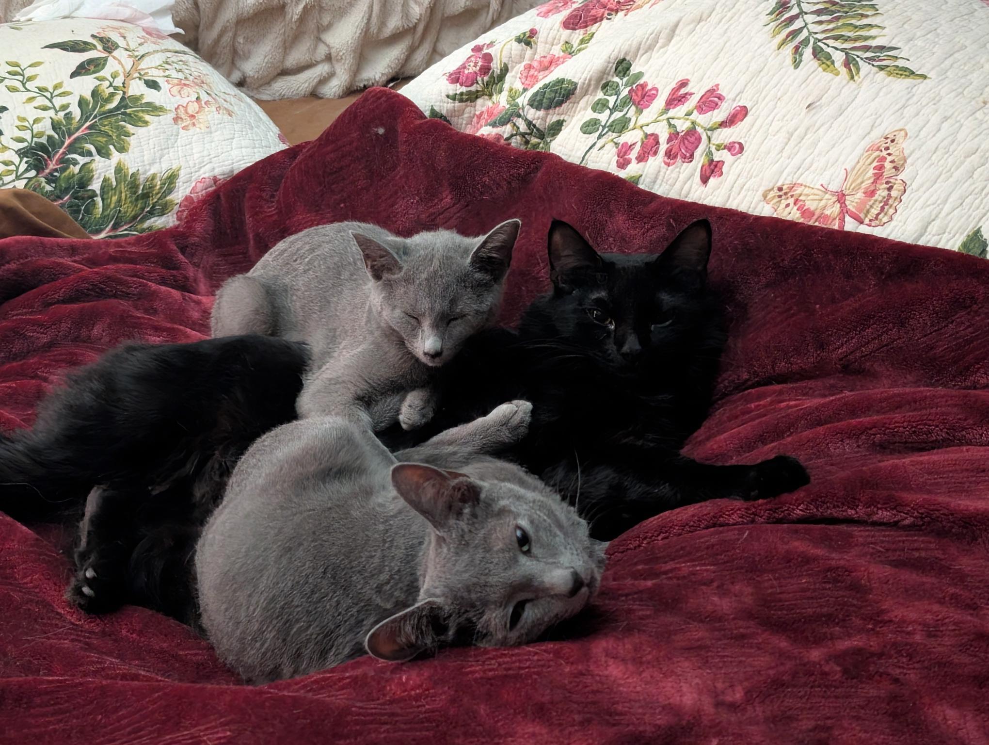 Enlarge Kaipo - C10723ssb, a Adoptable Russian Blue in Burlington, WA image 3/4