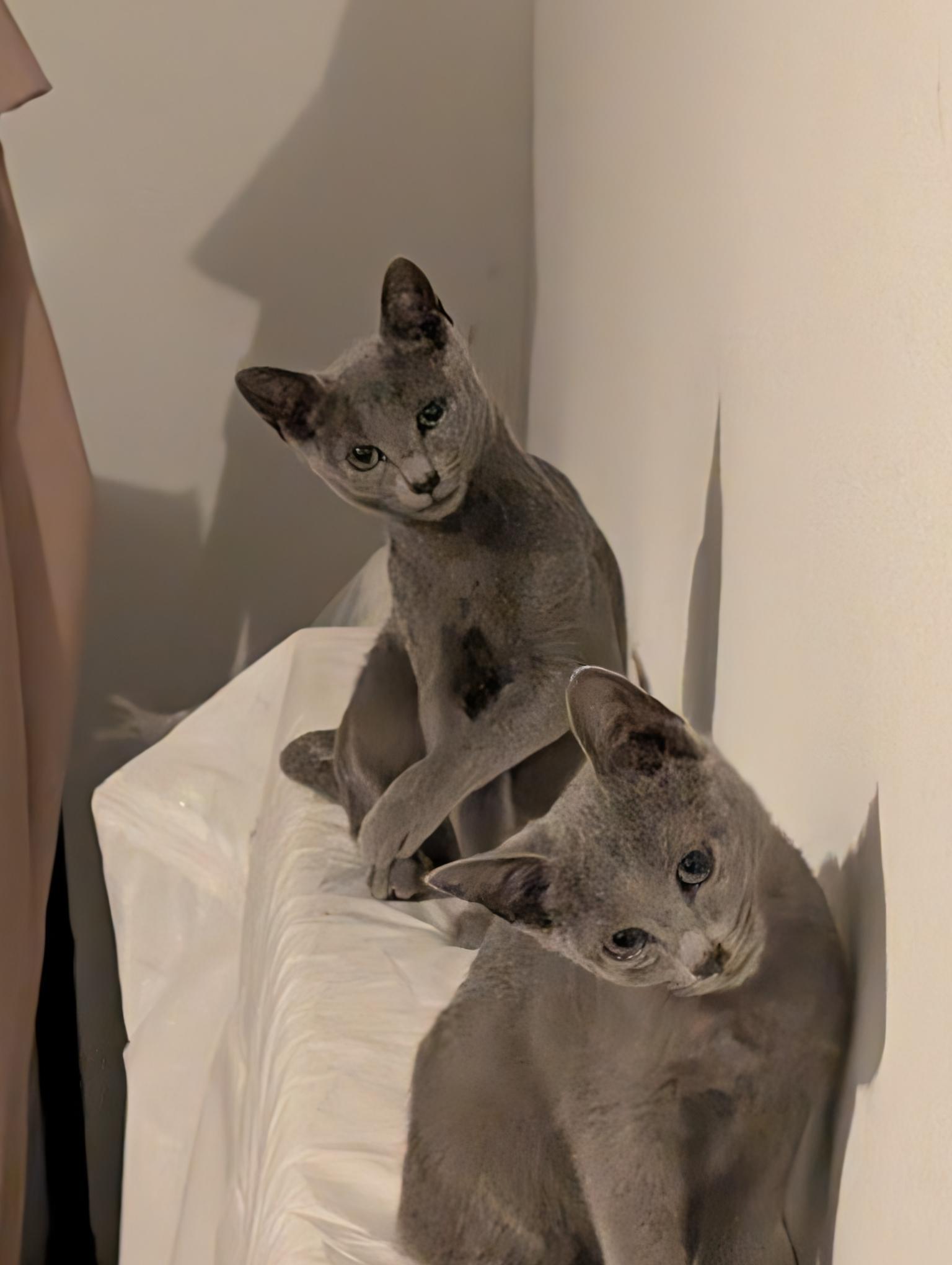 Enlarge Kaipo - C10723ssb, a Adoptable Russian Blue in Burlington, WA image 4/4