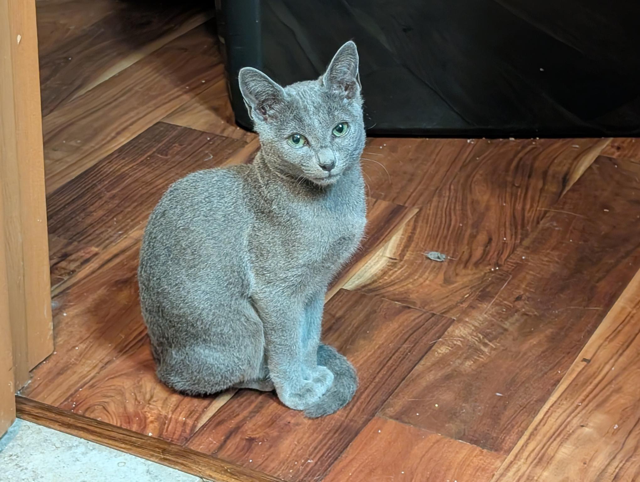 Enlarge Kaipo - C10723ssb, a Adoptable Russian Blue in Burlington, WA image 2/4