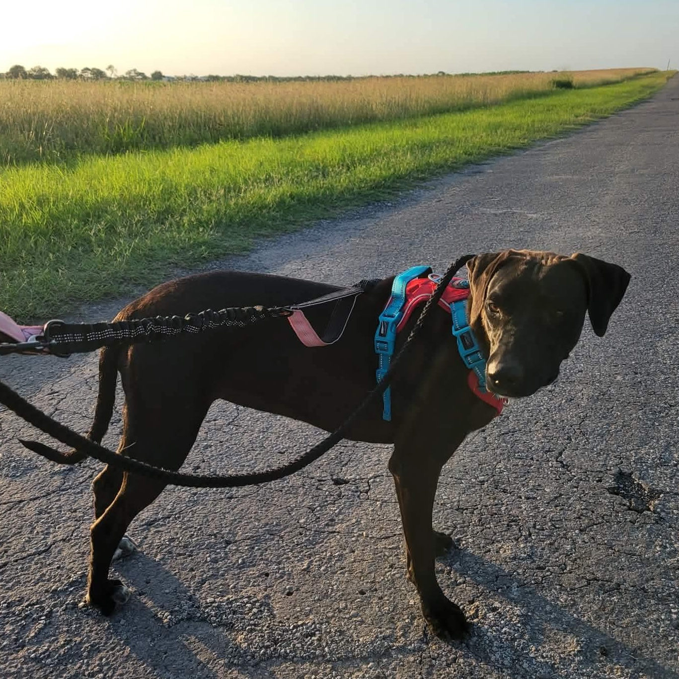 June, Adoptable, Young Female Terrier & Mixed Breed.