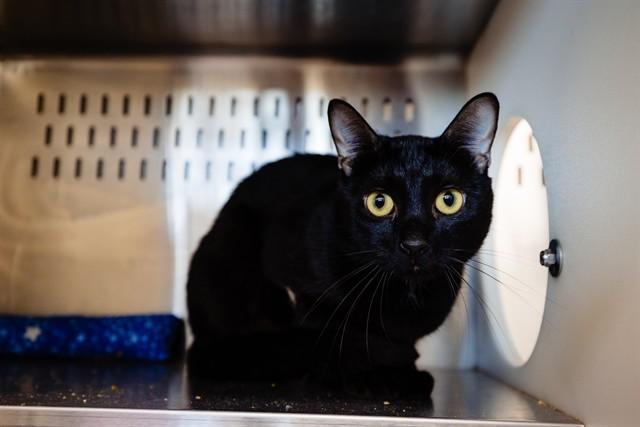 MEEP, Adoptable, Young Male Domestic Short Hair.