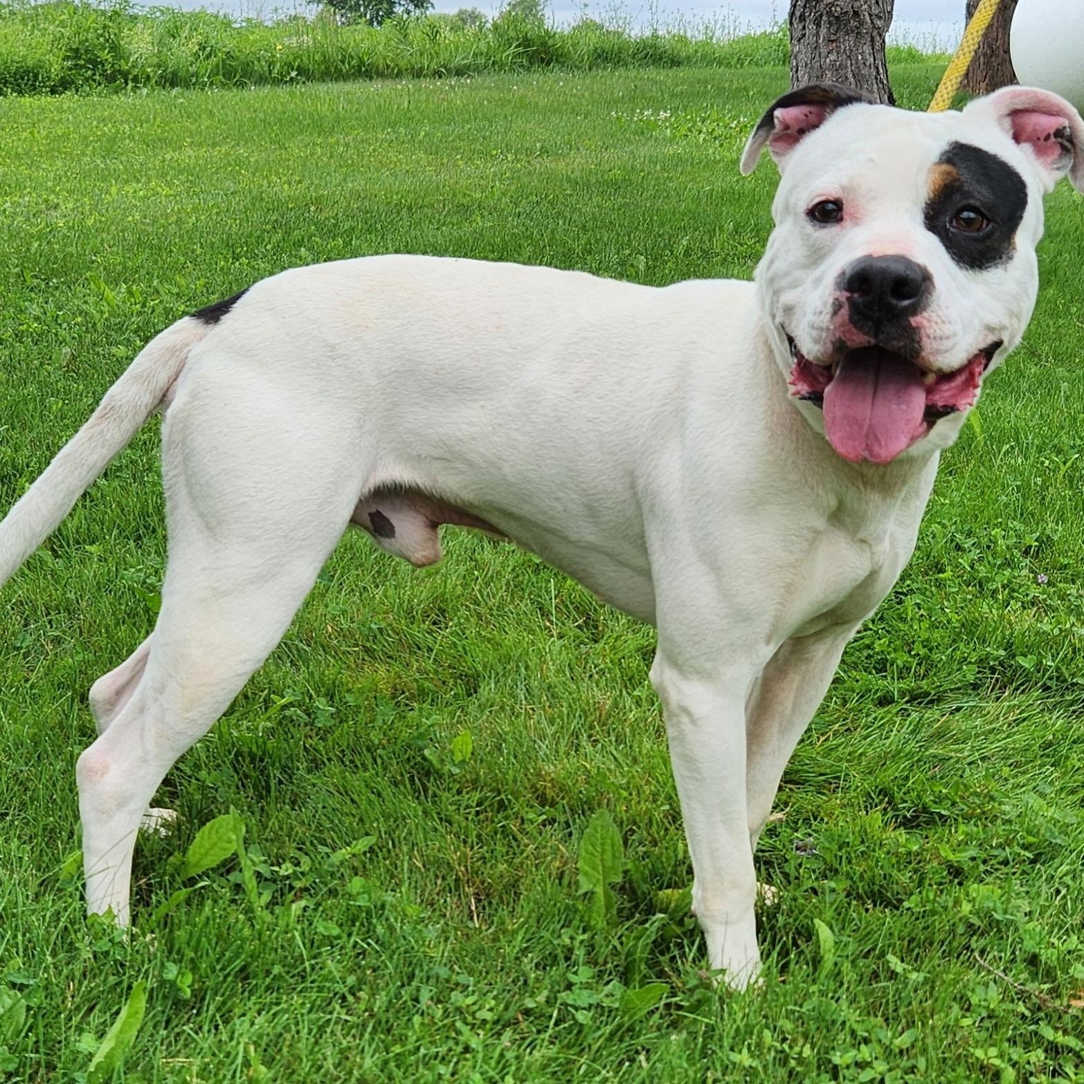 Enlarge Dino, a ADOPTABLE mixed breed in Batavia, NY image 1/1
