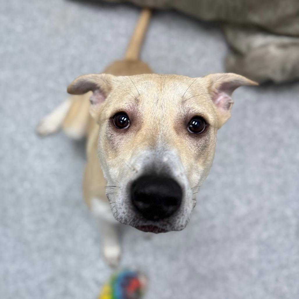 Enlarge Corncob, a Adoptable mixed breed in Monticello, IA image 2/6