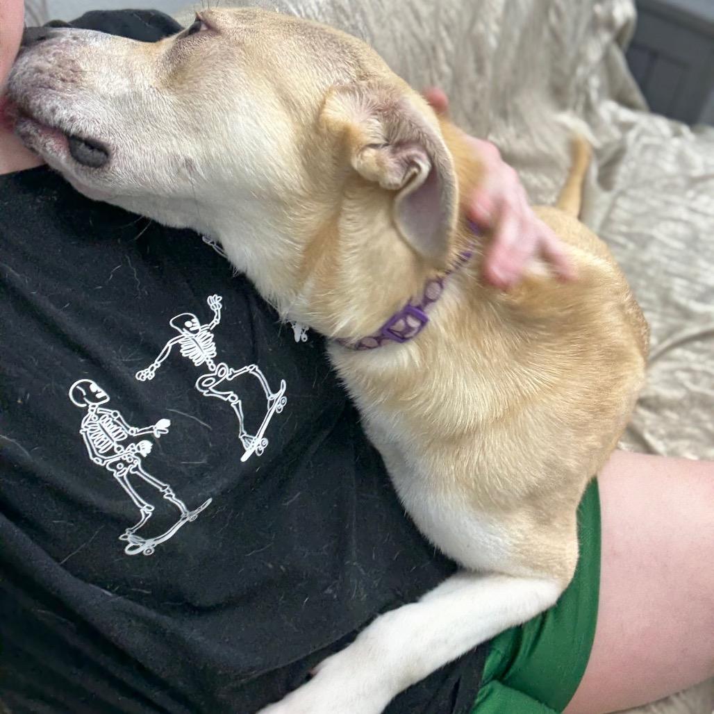 Enlarge Corncob, a Adoptable mixed breed in Monticello, IA image 5/6