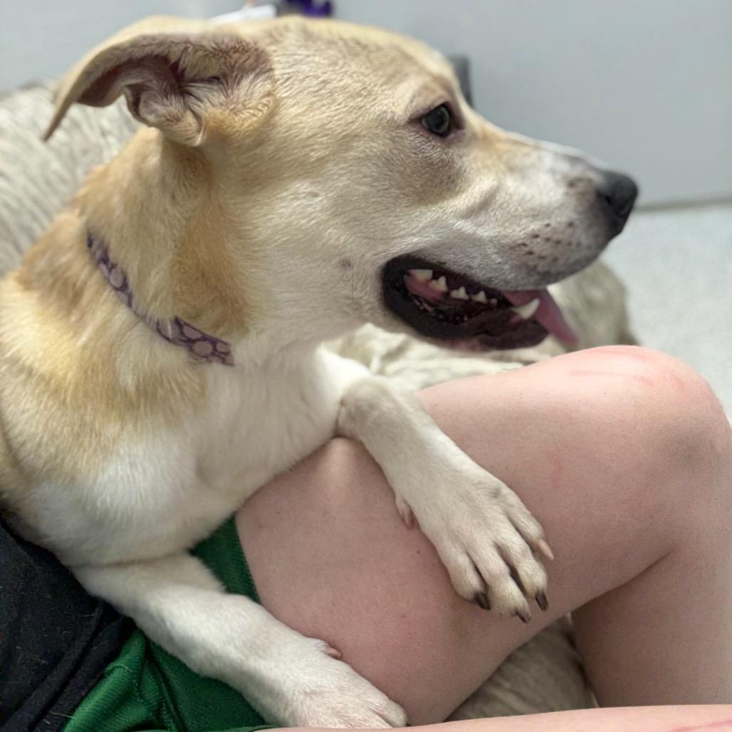 Enlarge Corncob, a Adoptable mixed breed in Monticello, IA image 3/6