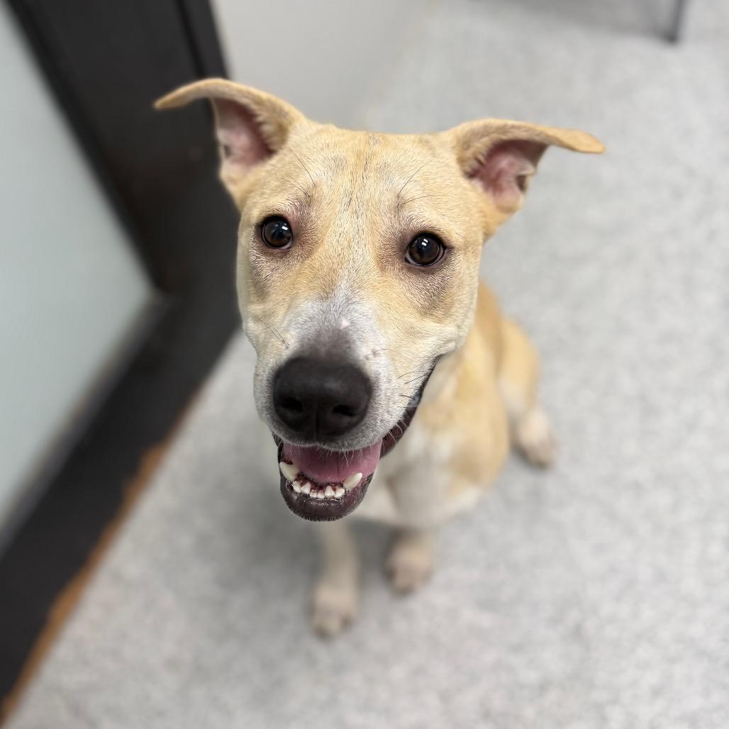 Enlarge Corncob, a Adoptable mixed breed in Monticello, IA image 1/6
