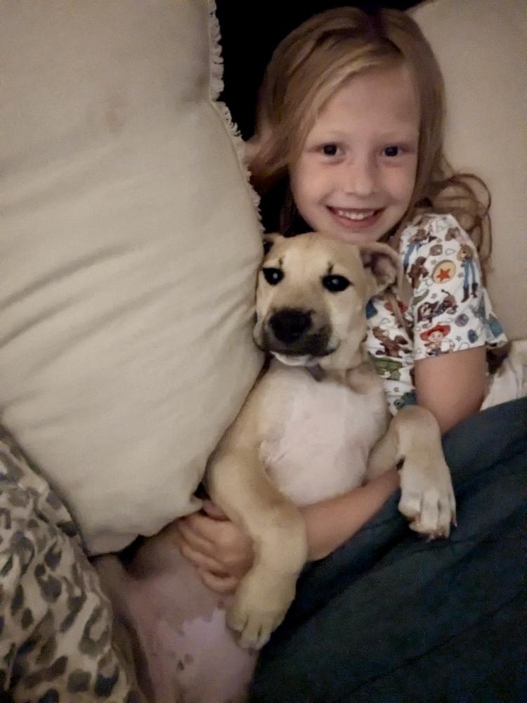 Enlarge Faith, a Adoptable mixed breed in Portland, OR image 2/6
