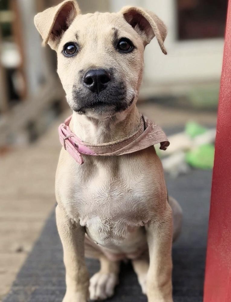 Enlarge Faith, a Adoptable mixed breed in Portland, OR image 6/6