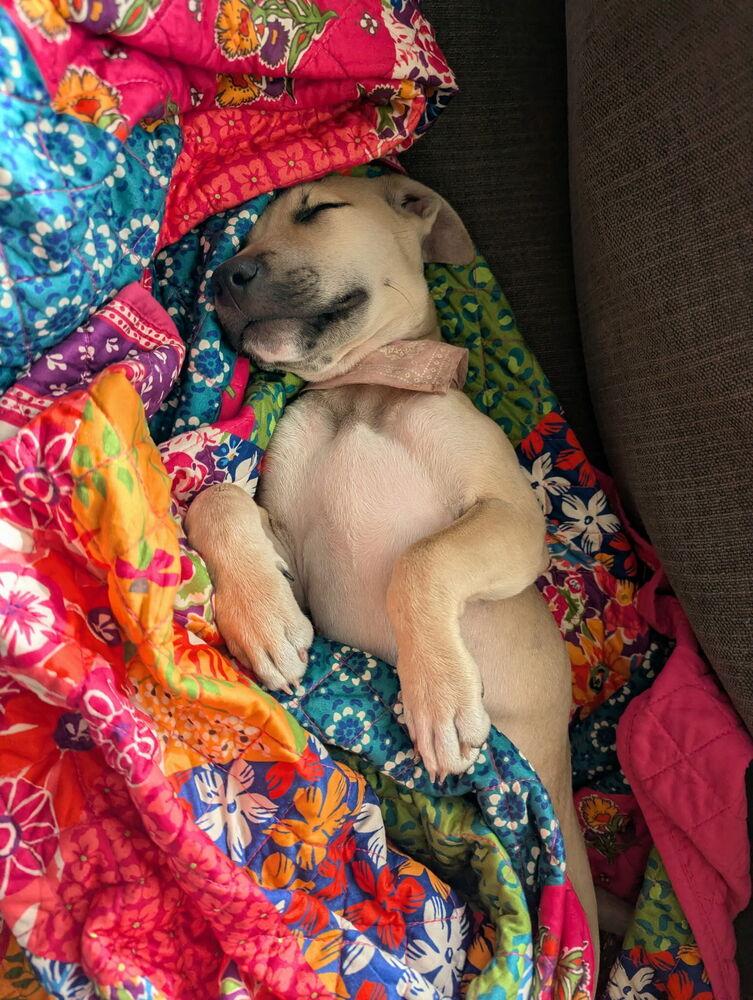 Enlarge Faith, a Adoptable mixed breed in Portland, OR image 5/6