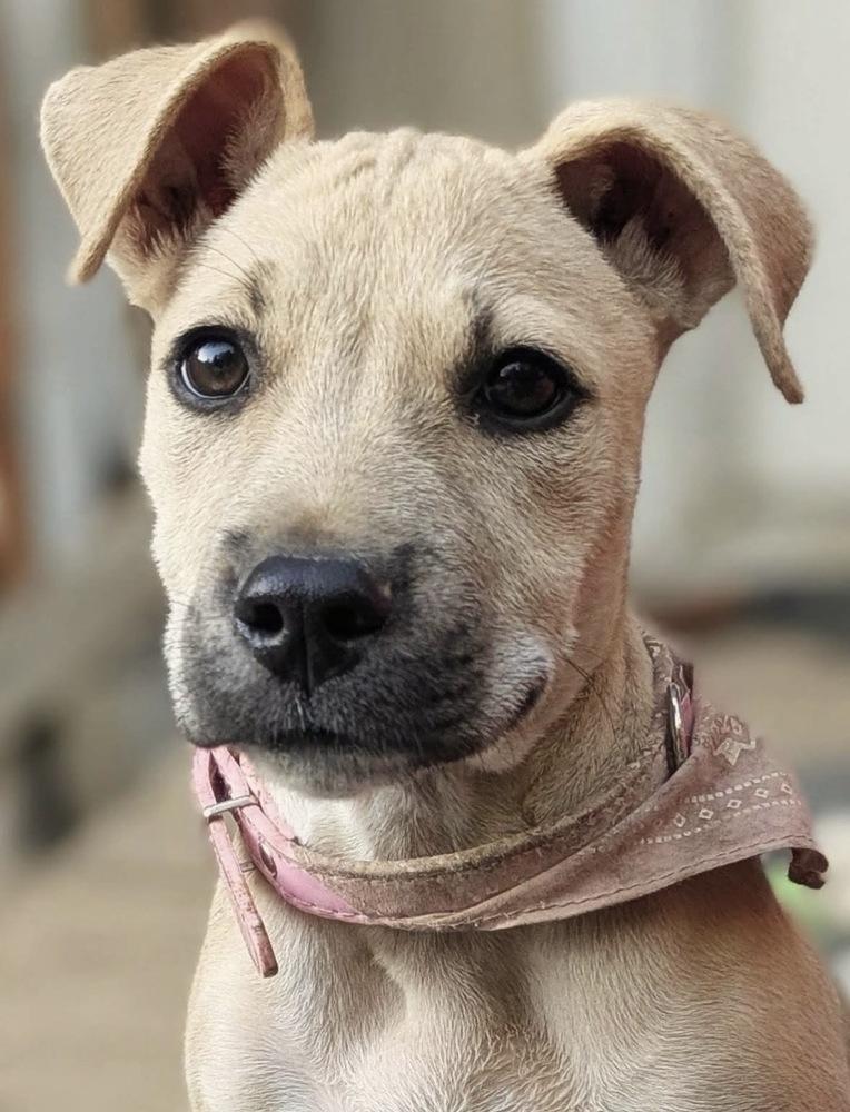 Enlarge Faith, a Adoptable mixed breed in Portland, OR image 3/6