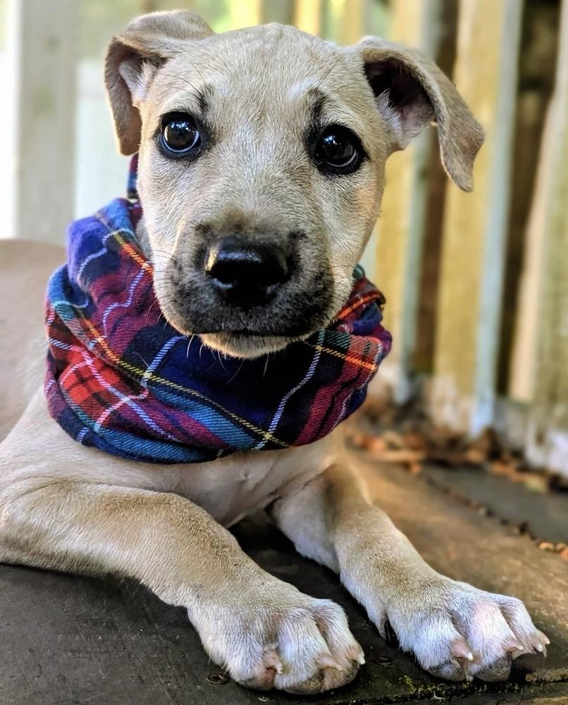 Enlarge Faith, a Adoptable mixed breed in Portland, OR image 1/6