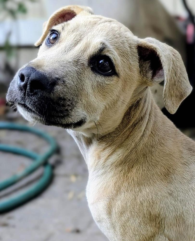 Enlarge Faith, a Adoptable mixed breed in Portland, OR image 4/6