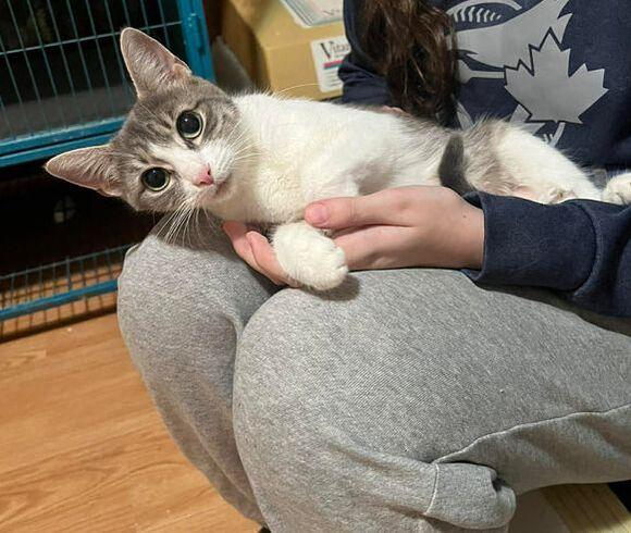 Jingle, an adopted Domestic Short Hair in Mississauga, ON image 2/5