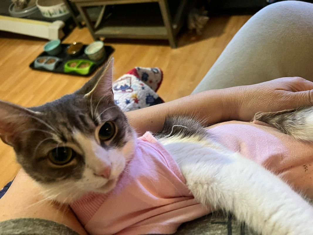 Jingle, an adopted Domestic Short Hair in Mississauga, ON image 3/5