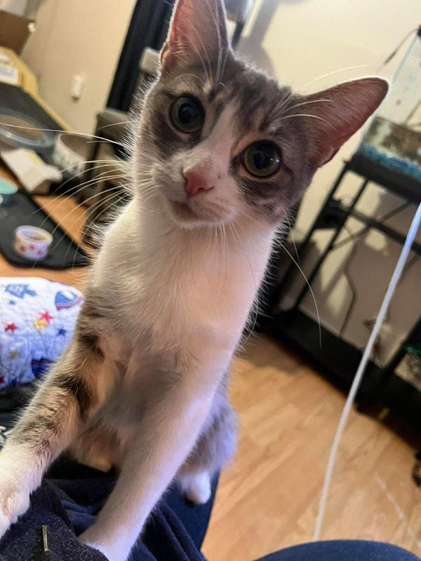 Jingle, an adopted Domestic Short Hair in Mississauga, ON image 1/5