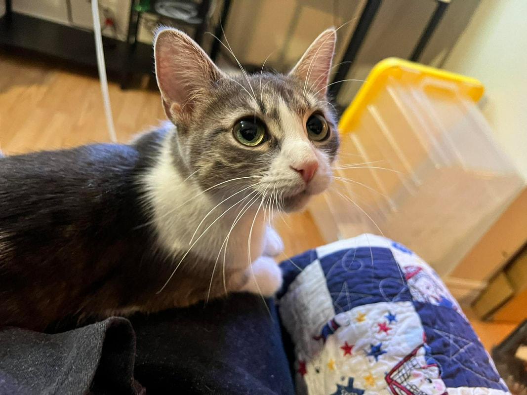 Jingle, an adopted Domestic Short Hair in Mississauga, ON image 4/5