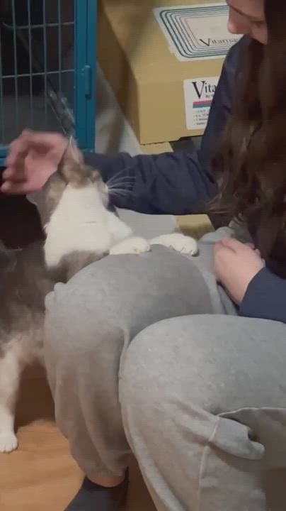 Enlarge Jingle, an adopted Domestic Short Hair in Mississauga, ON video 5/5