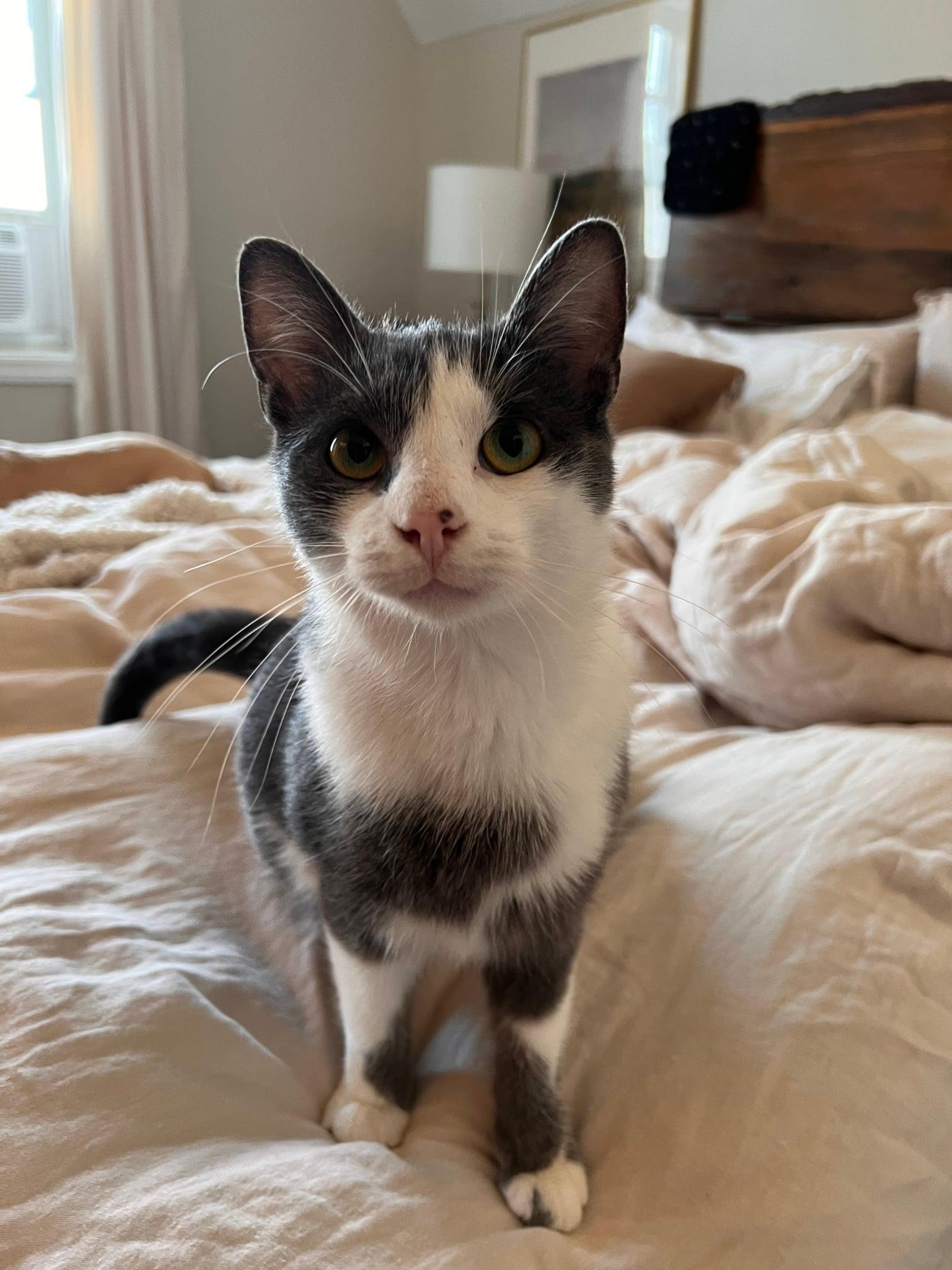 Sparky, ADOPTABLE, Young Male Tabby.