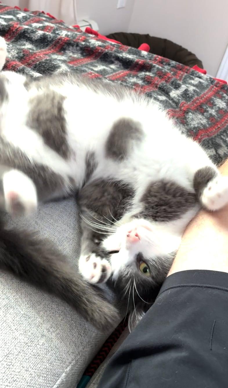 Sparky, a ADOPTABLE Tabby in Ashton, ON image 3/4