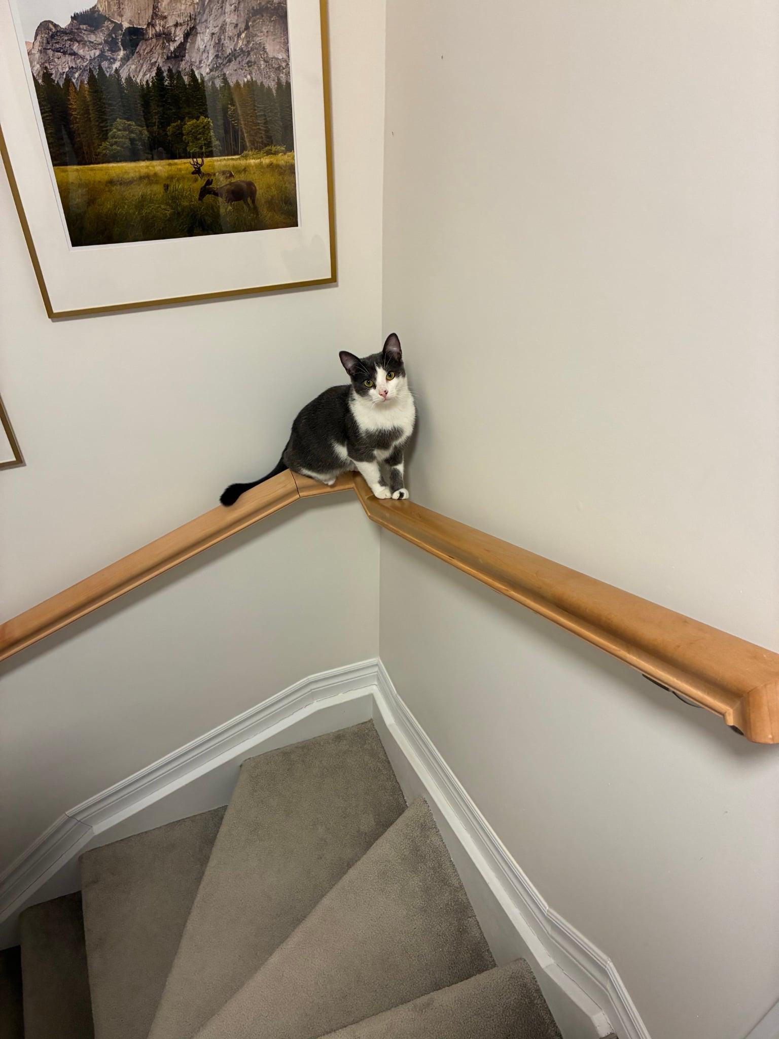 Sparky, a ADOPTABLE Tabby in Ashton, ON image 4/4