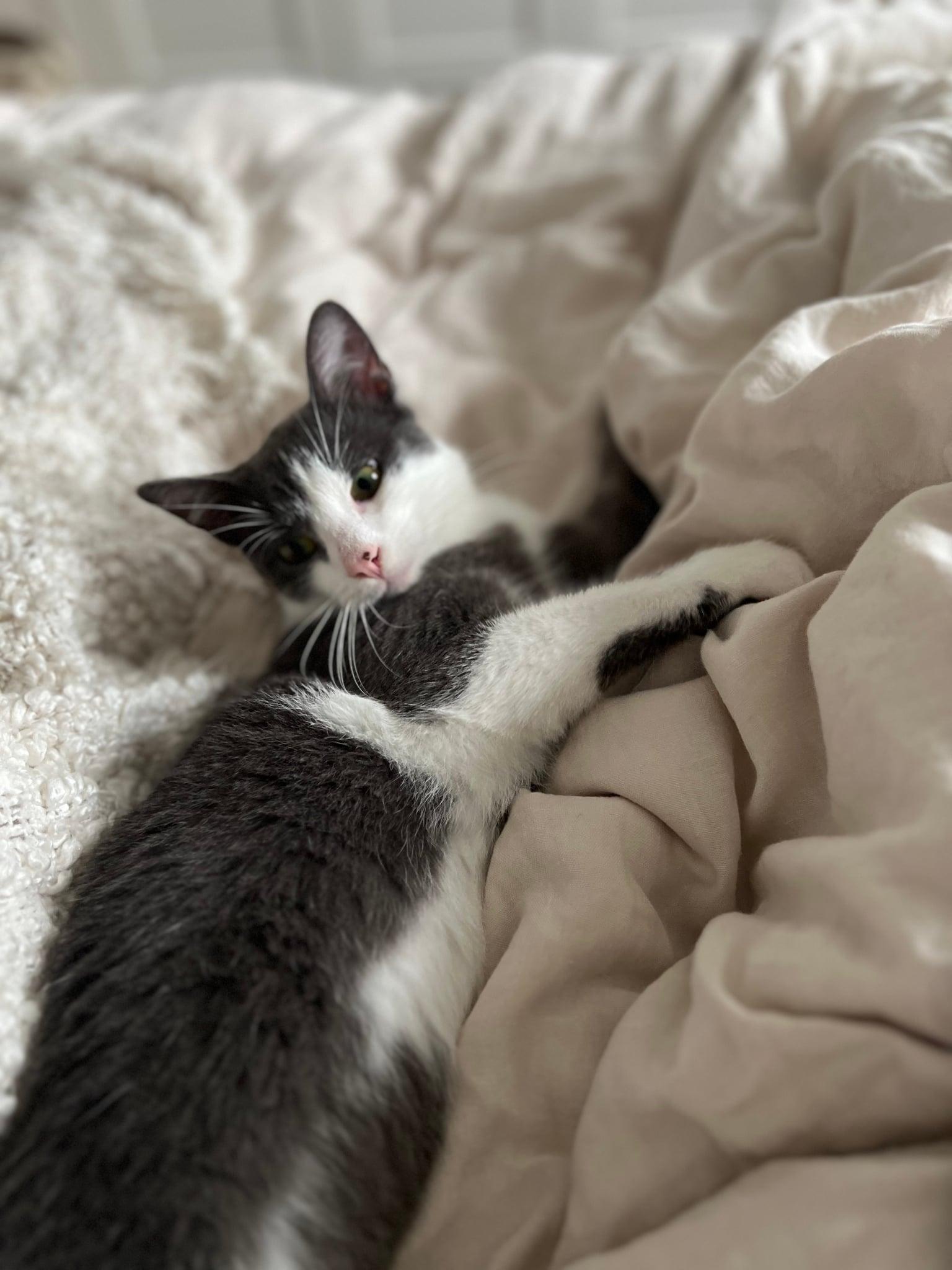 Sparky, a ADOPTABLE Tabby in Ashton, ON image 2/4