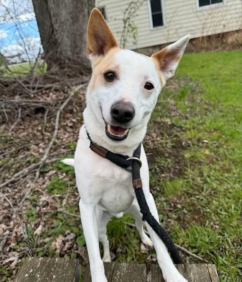 Pip, Adoptable, Adult Male Rat Terrier.