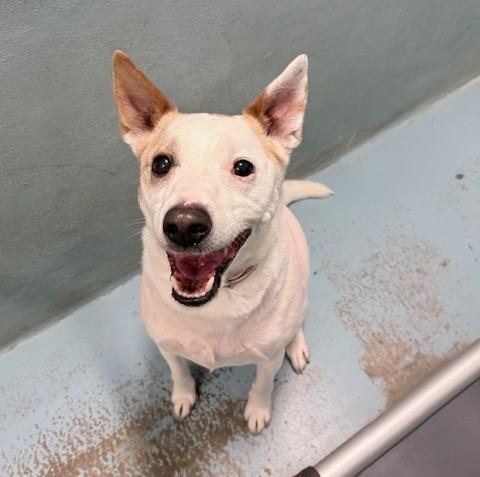 Pip, a Adoptable Rat Terrier in Ogdensburg, NY image 2/2