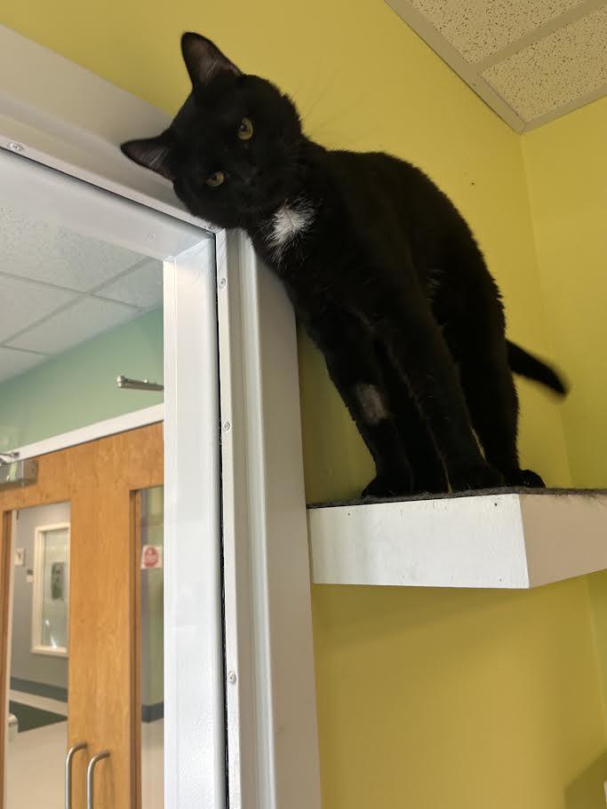Dewey, a ADOPTABLE Domestic Short Hair in Milton, MA image 2/2