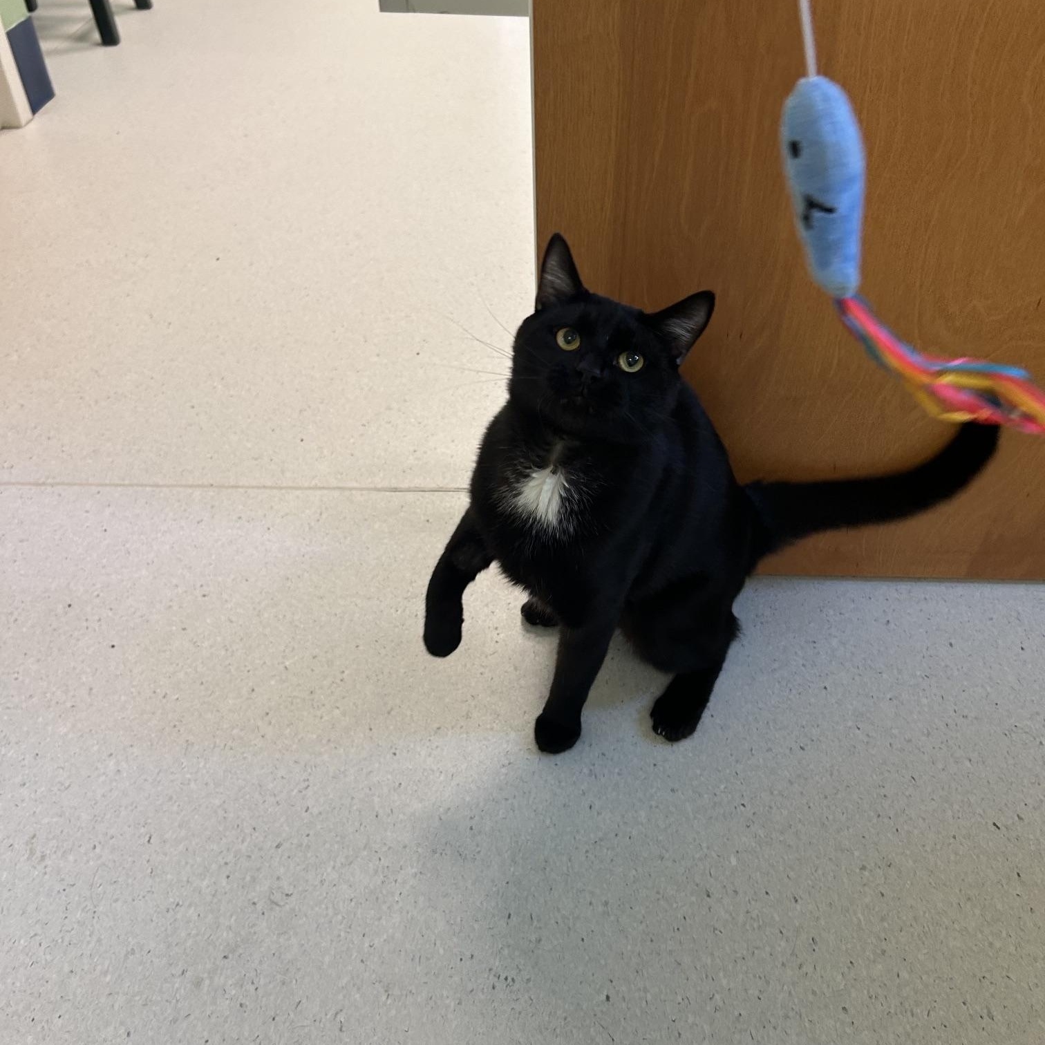 Dewey, a ADOPTABLE Domestic Short Hair in Milton, MA image 1/2