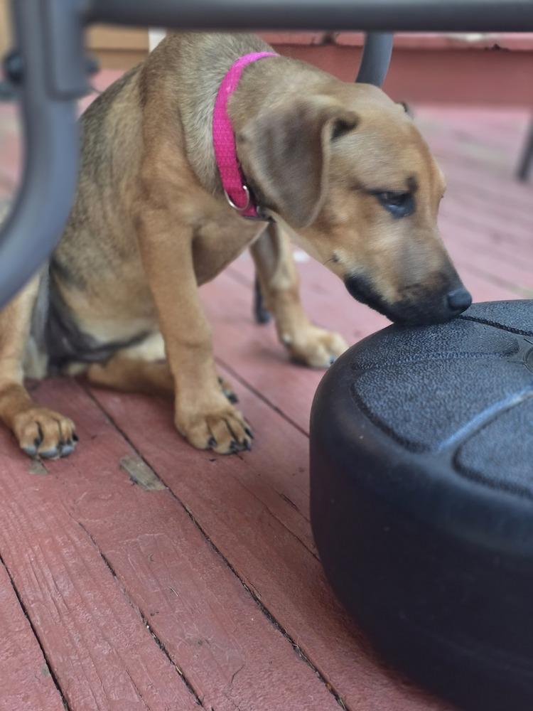 Lulu, a Adoptable mixed breed in Lafayette, CO image 2/6